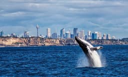 Sydney Whale Watching Cruise with BBQ Lunch