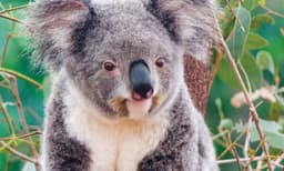 Whale Watching Cruise and Taronga Zoo Entry - 1 Day 