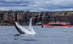 Whale Watching Cruise and Taronga Zoo Entry - 1 Day 