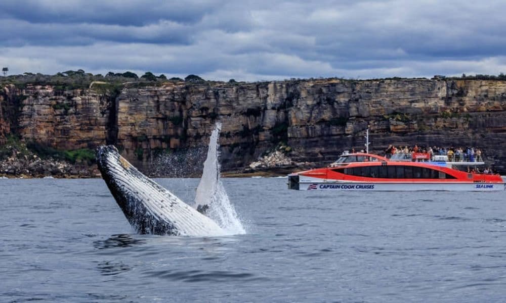Whale Watching Cruise and Taronga Zoo Entry - 1 Day 