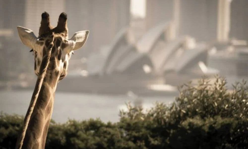 Whale Watching Cruise and Taronga Zoo Entry - 1 Day 
