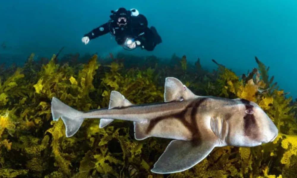 Bondi Introductory Scuba Dive Session - 4 Hours