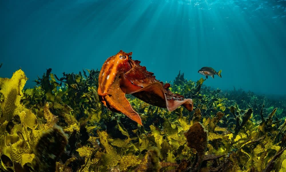 Bondi Beach Snorkelling Tour - 3.5 Hours
