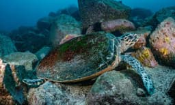 Bondi Beach Snorkelling Tour - 3.5 Hours