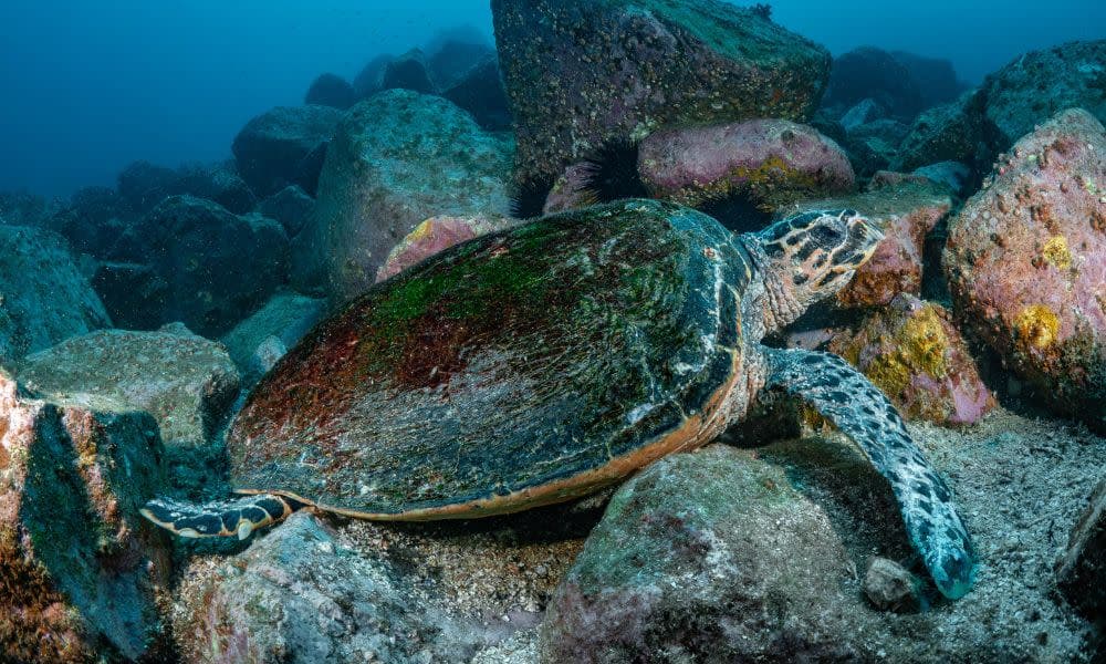 Bondi Beach Snorkelling Tour - 3.5 Hours