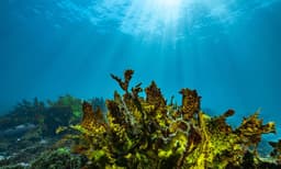 Bondi Beach Snorkelling Tour - 3.5 Hours