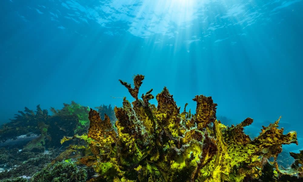 Bondi Beach Snorkelling Tour - 3.5 Hours