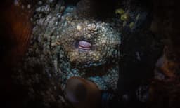 Bondi Beach Snorkelling Tour - 3.5 Hours