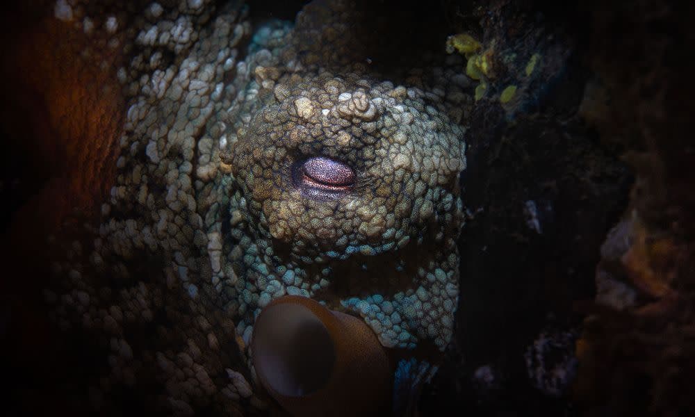Bondi Beach Snorkelling Tour - 3.5 Hours
