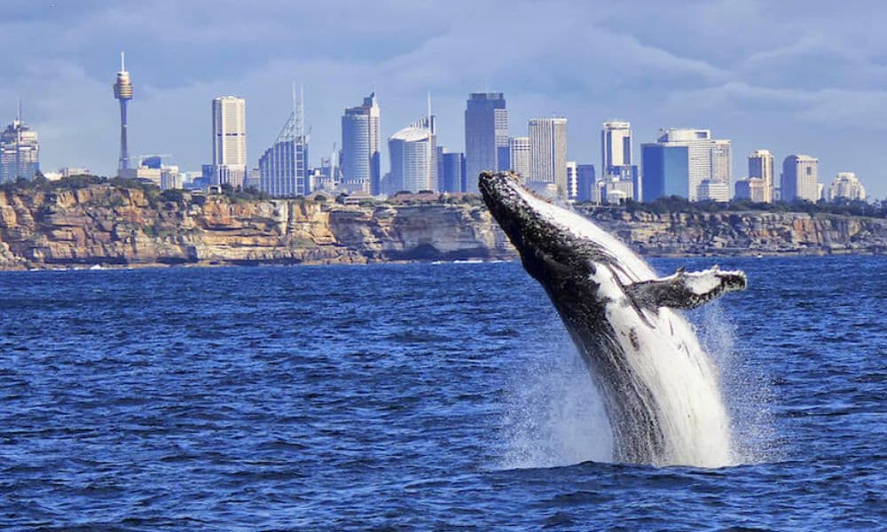 Sydney Harbour Whale Watching Cruise with Lunch - 4 Hours