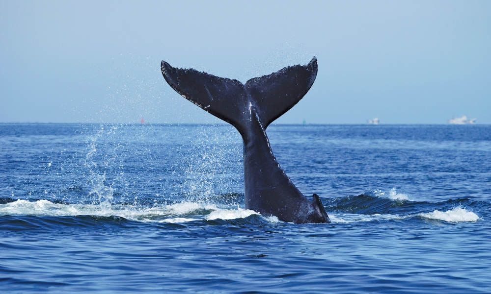 Sydney Harbour Whale Watching Cruise with Lunch - 4 Hours