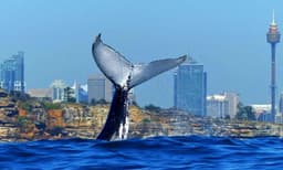 Sydney Harbour Whale Watching Cruise with Lunch - 4 Hours