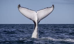 Sydney Whale Watching Cruise from Darling Harbour