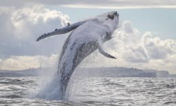 Sydney Whale Watching Cruise from Darling Harbour