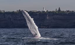 Sydney Whale Watching Cruise from Darling Harbour