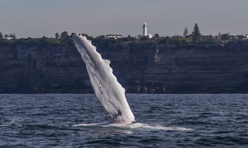 Sydney Whale Watching Cruise from Darling Harbour