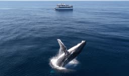 Sydney Whale Watching Cruise from Darling Harbour