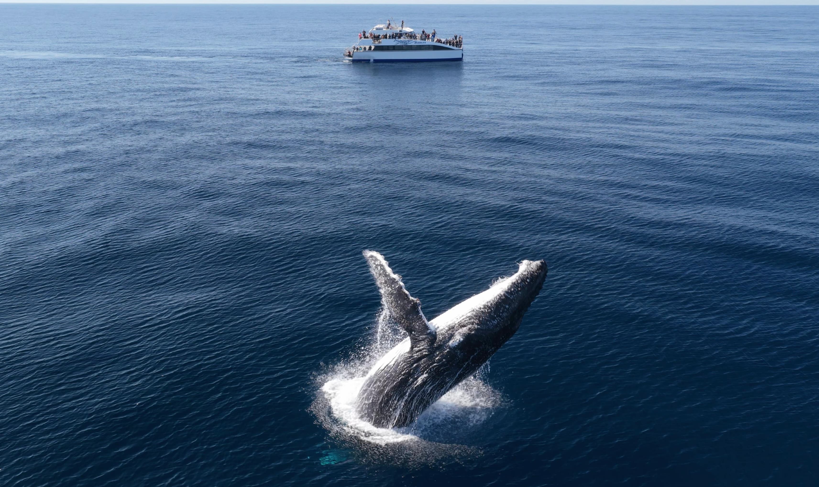Sydney Whale Watching Cruise from Darling Harbour