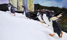 Sydney Attractions Pass - 4 Attractions
