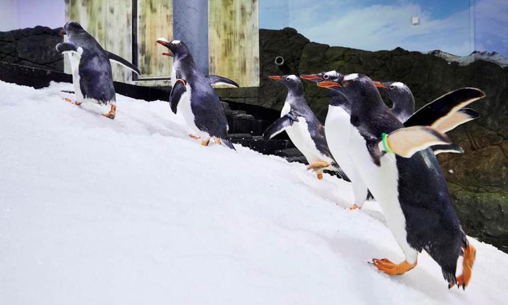 Sydney Attractions Pass - 4 Attractions