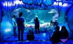 Sydney Attractions Pass - 4 Attractions