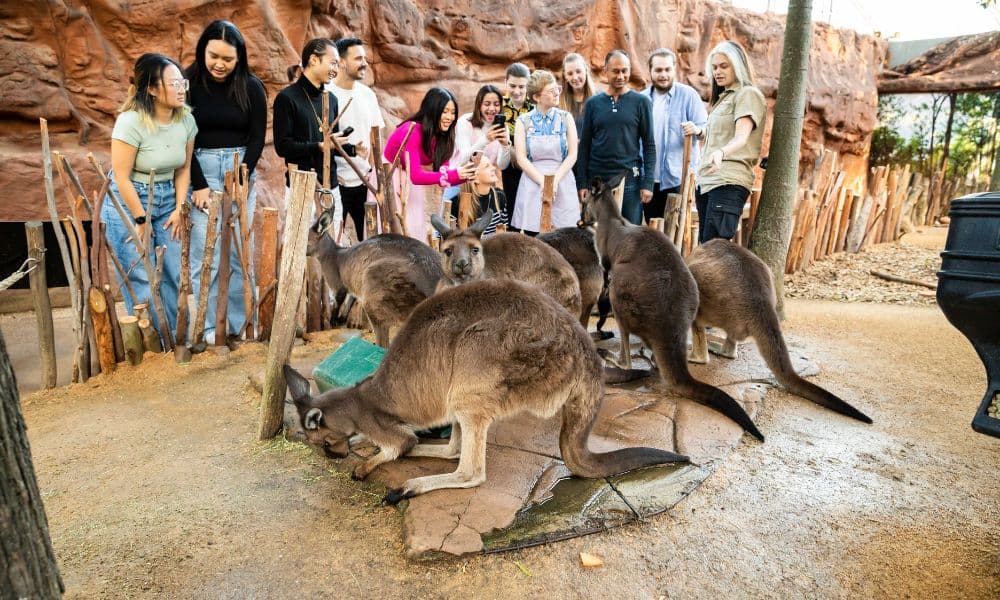Breakfast with the Koalas at WILD LIFE Sydney Zoo