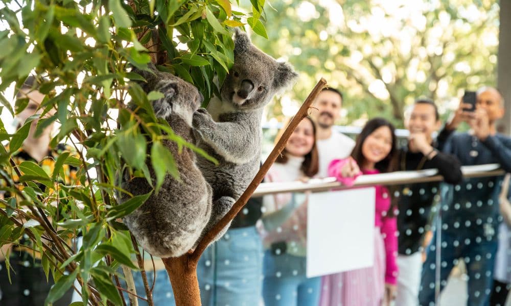Breakfast with the Koalas at WILD LIFE Sydney Zoo