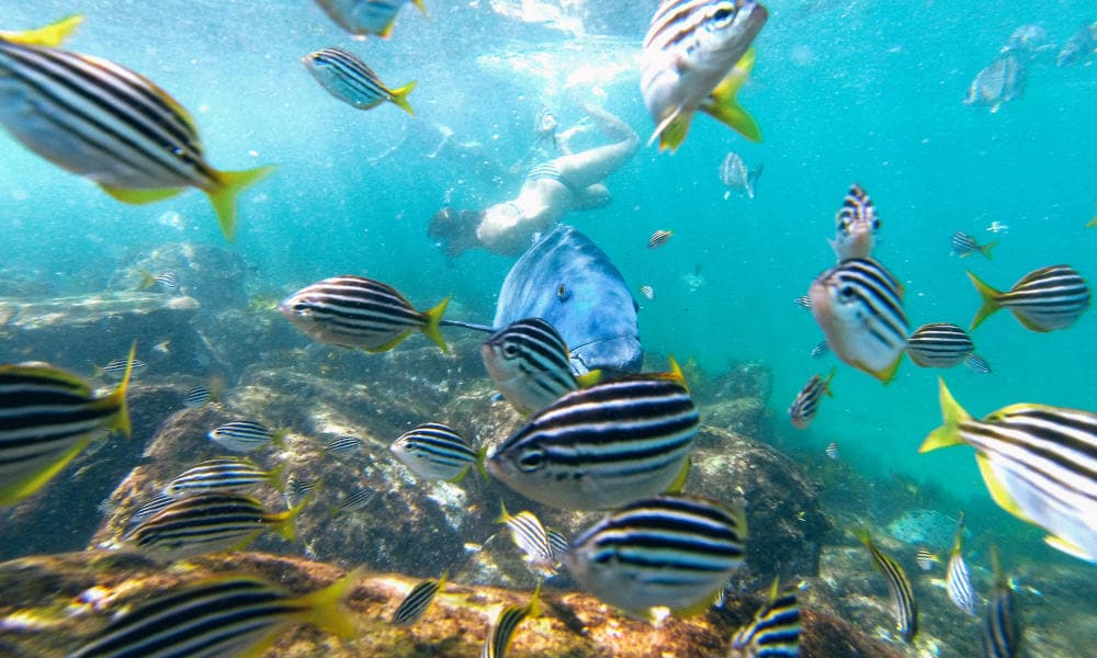 Manly Snorkelling Tour
