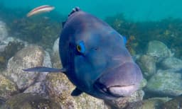 Manly Snorkelling Tour