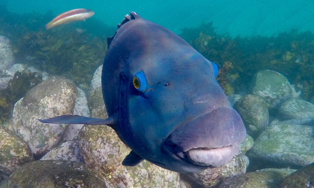 Manly Snorkelling Tour