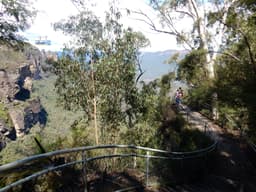 Activity Blue Mountains Nature and Wildlife Tour