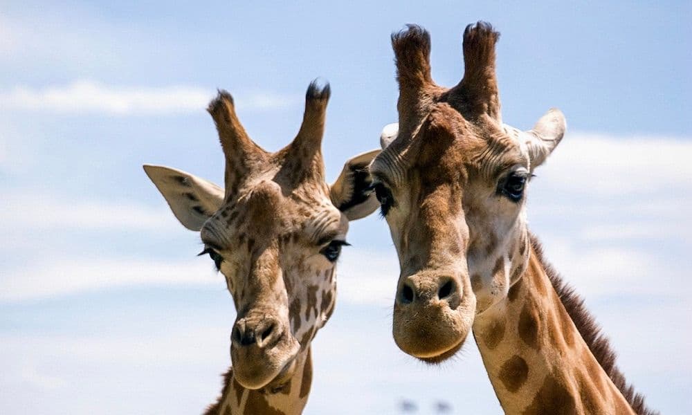 Taronga Zoo Entry and Return Ferry Combo