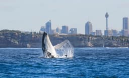 Discovery Whale Watching Cruise - 2.5 Hours
