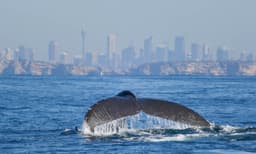 Discovery Whale Watching Cruise - 2.5 Hours