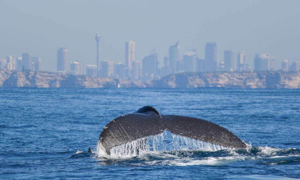 Discovery Whale Watching Cruise - 2.5 Hours
