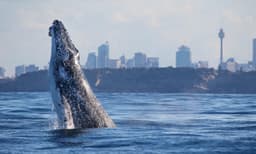Discovery Whale Watching Cruise - 2.5 Hours