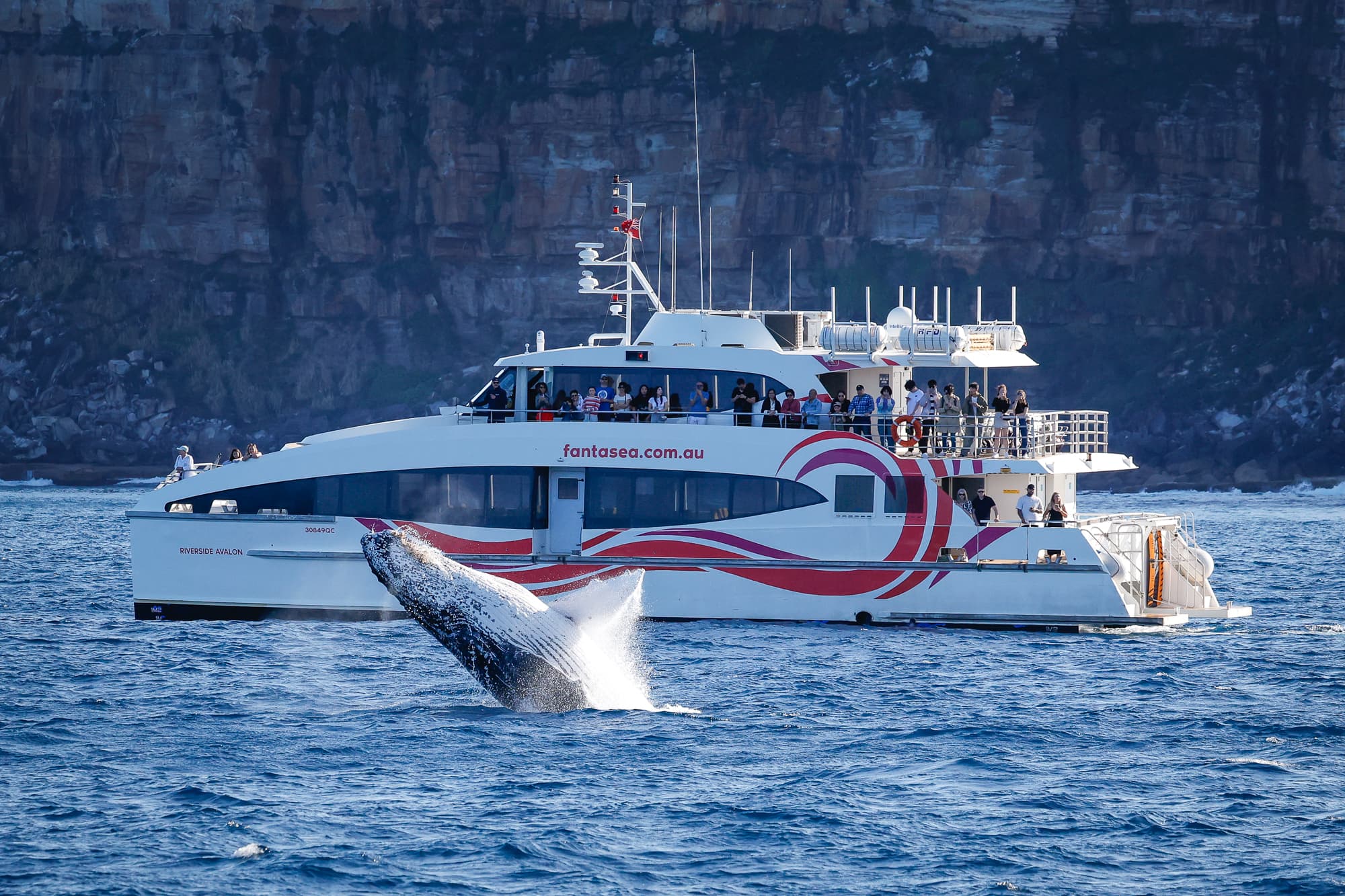 Discovery Whale Watching Cruise - 2.5 Hours