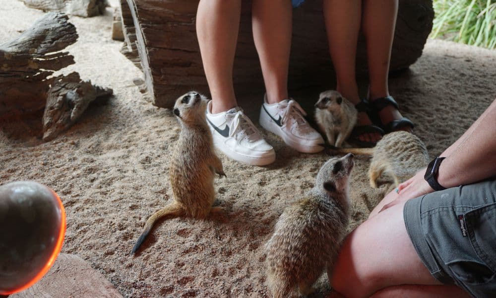 Symbio Wildlife Park Entry Tickets