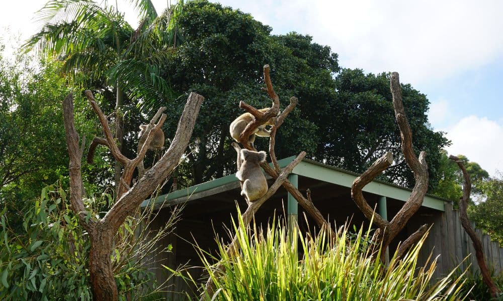 Symbio Wildlife Park Entry Tickets