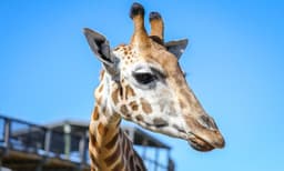 Sydney Zoo Admission Tickets