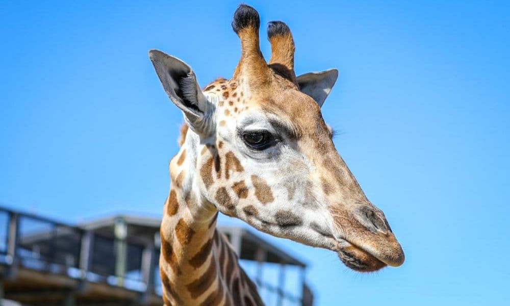 Sydney Zoo Admission Tickets