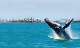 Sydney Whale Watching Cruise with Breakfast - 4 Hours