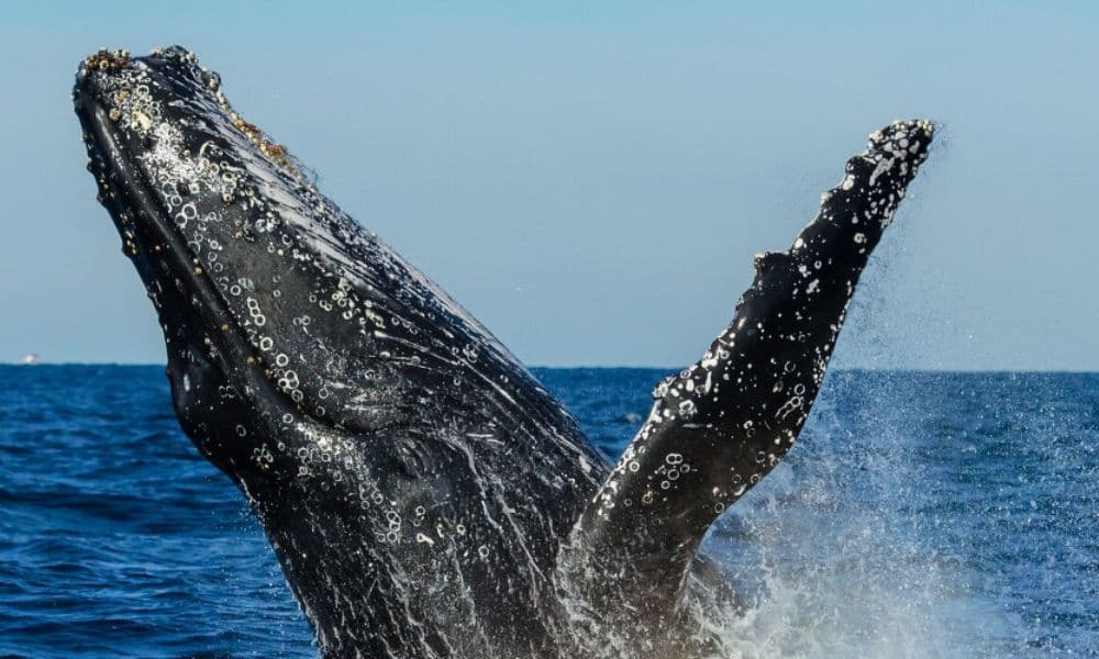Sydney Whale Watching Cruise with Breakfast - 4 Hours