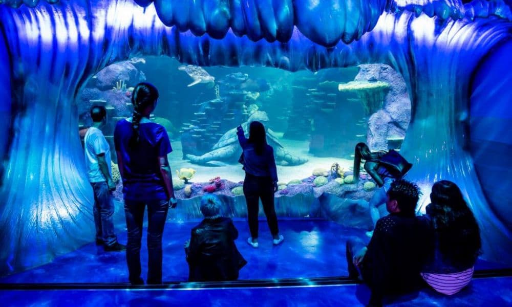 Sydney Attractions Pass - 3 Attractions
